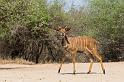 121 Zuid-Afrika, Sabi Sand Game Reserve, nyala